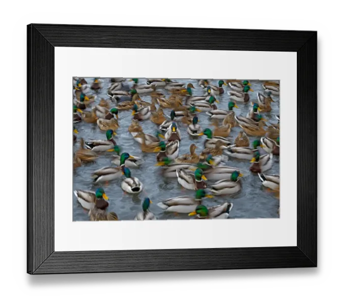Framed Print : Mallard ducks (Anas platyrhynchos) large group feeding, motion blur image, Southern Norway Framed Print : Mallard ducks (Anas platyrhynchos) large group feeding, motion blur image, Southern Norway