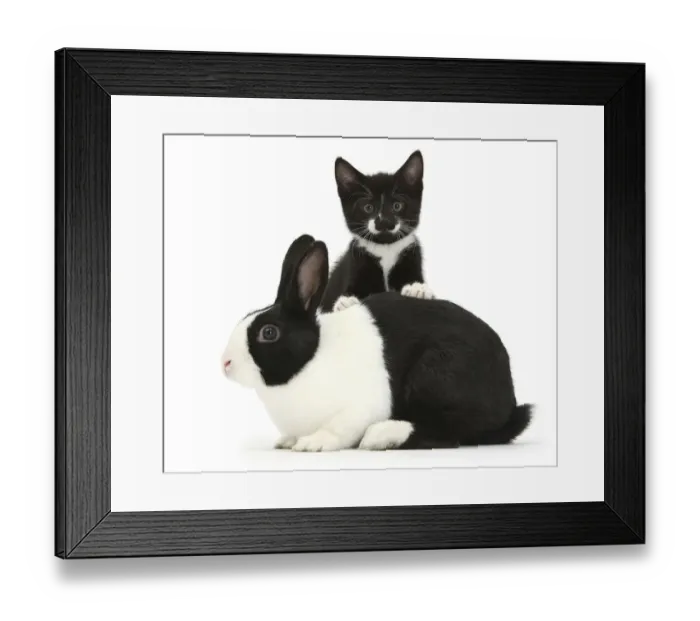Framed Print : Black-and-white tuxedo male kitten, Tuxie, 8 weeks, with black-and-white Dutch rabbit Framed Print : Black-and-white tuxedo male kitten, Tuxie, 8 weeks, with black-and-white Dutch rabbit