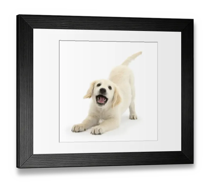Framed Print : Golden Retriever dog pup, Oscar, 3 months, in play-bow, against white background Framed Print : Golden Retriever dog pup, Oscar, 3 months, in play-bow, against white background