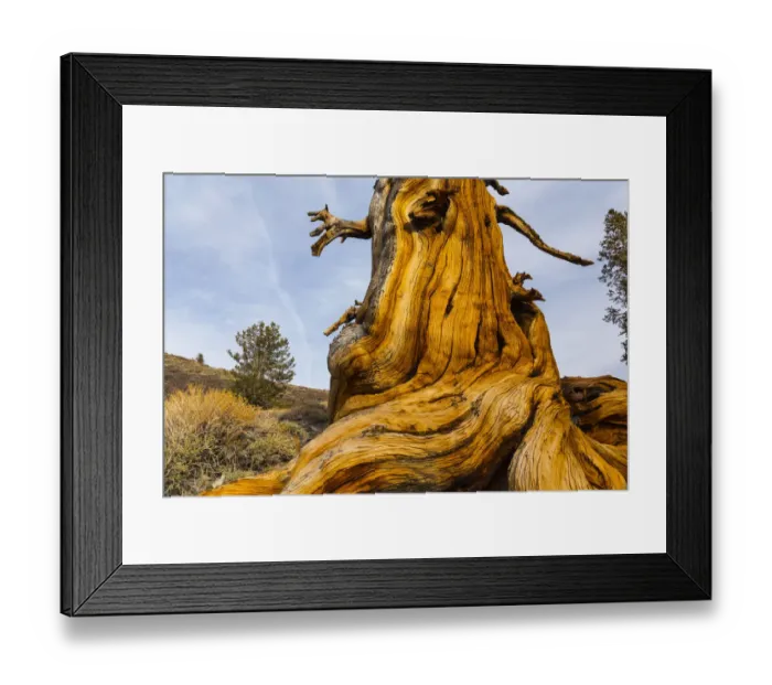 Framed Print : Great Basin Bristlecone Pine (Pinus longaeva) trunk of ancient tree, Inyo National forest
