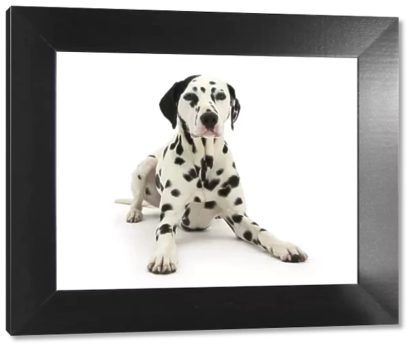 Dalmatian dog, Jack, 5 years, with one black ear, lying with head up, against white