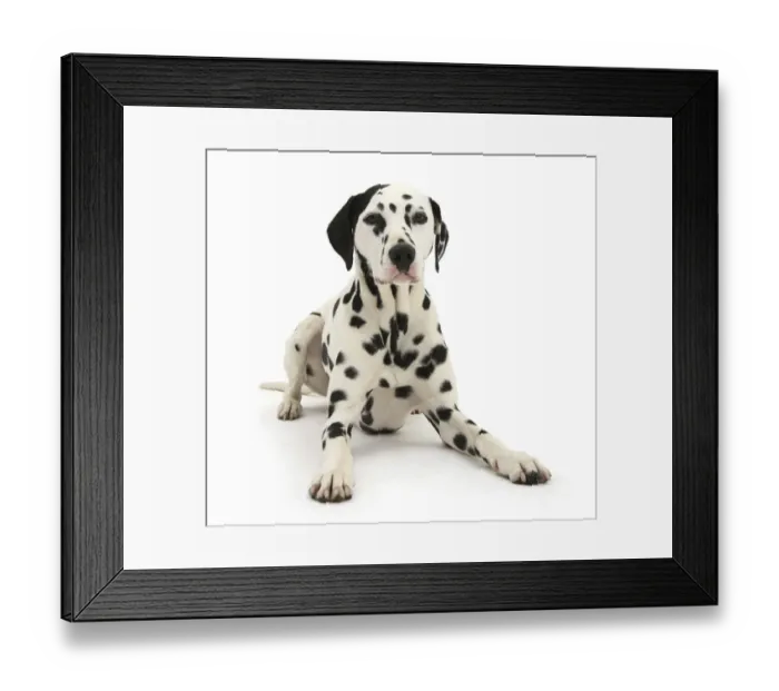 Framed Print : Dalmatian dog, Jack, 5 years, with one black ear, lying with head up, against white Framed Print : Dalmatian dog, Jack, 5 years, with one black ear, lying with head up, against white
