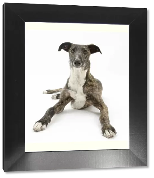 Lurcher dog, Kite, lying with head up, against white background