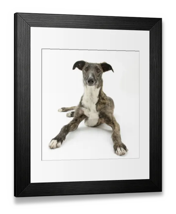 Framed Print : Lurcher dog, Kite, lying with head up, against white background Framed Print : Lurcher dog, Kite, lying with head up, against white background