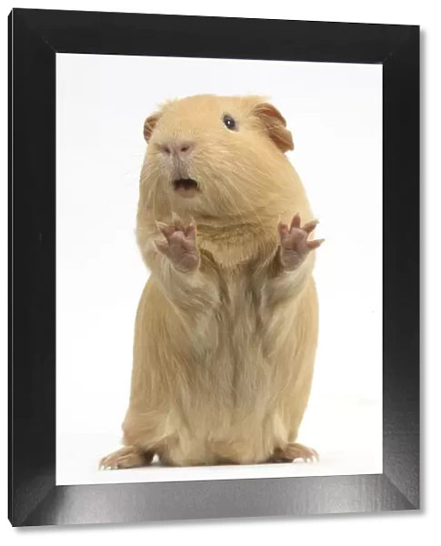 Yellow Guinea pig standing up and squeaking, against white background
