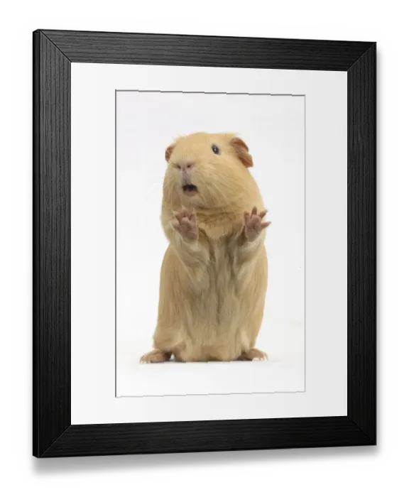 Framed Print : Yellow Guinea pig standing up and squeaking, against white background