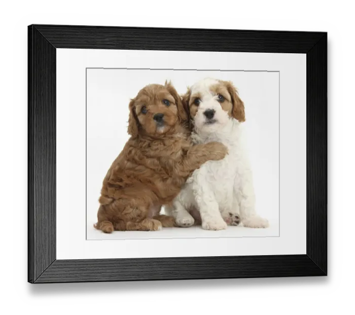 Framed Print : Cute red and red-and-white Cavapoo puppies, 5 weeks, hugging, against white background