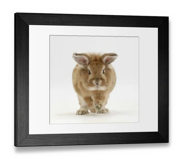 Framed Print : Lionhead x Lop rabbit, Tedson, running, against white background