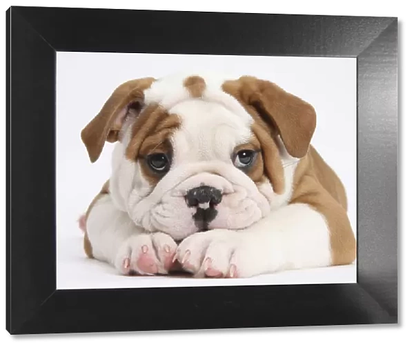 Bulldog puppy with chin on paws, against white background