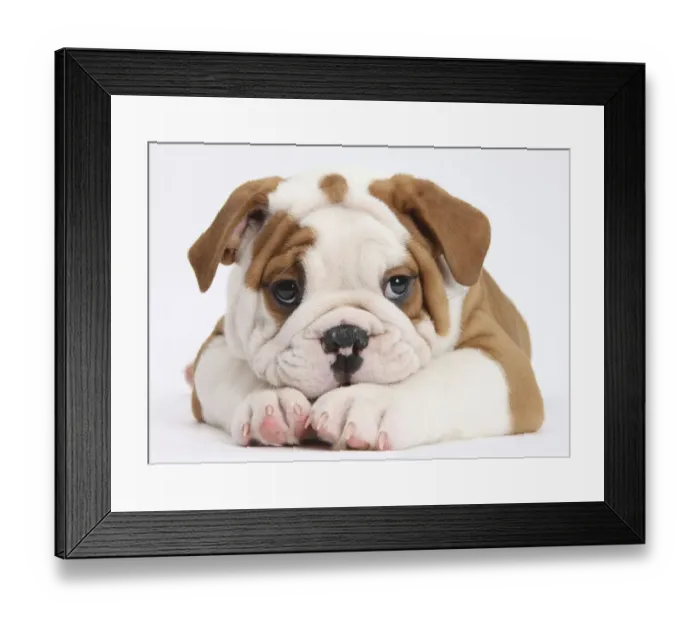 Framed Print : Bulldog puppy with chin on paws, against white background Framed Print : Bulldog puppy with chin on paws, against white background