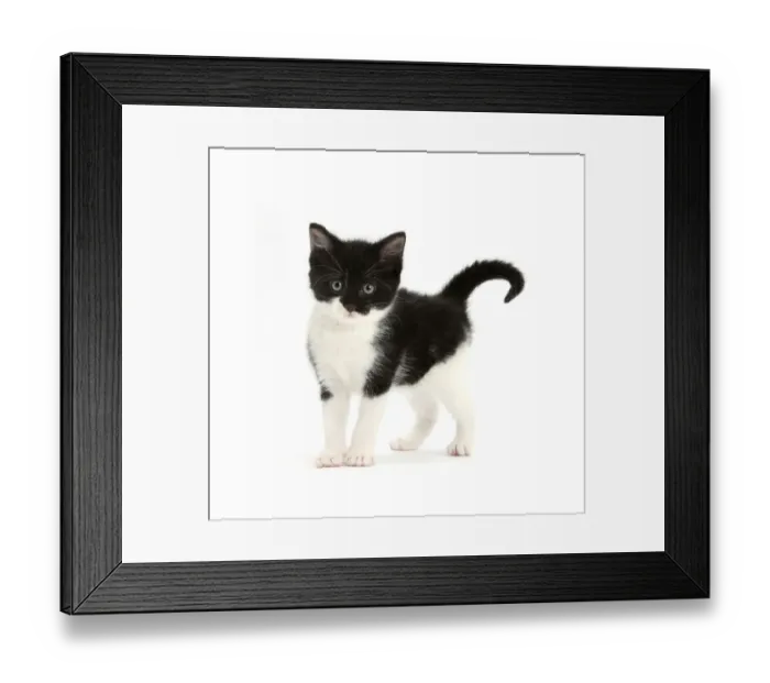 Framed Print : Black-and-white kitten standing, against white background DIGITALLY ENHANCED Framed Print : Black-and-white kitten standing, against white background DIGITALLY ENHANCED