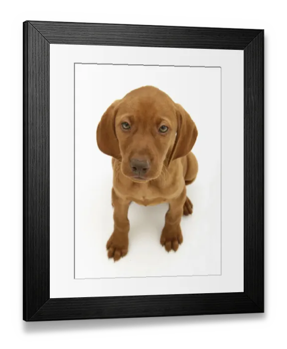Framed Print : Hungarian Vizsla pup sitting looking up, against white background Framed Print : Hungarian Vizsla pup sitting looking up, against white background