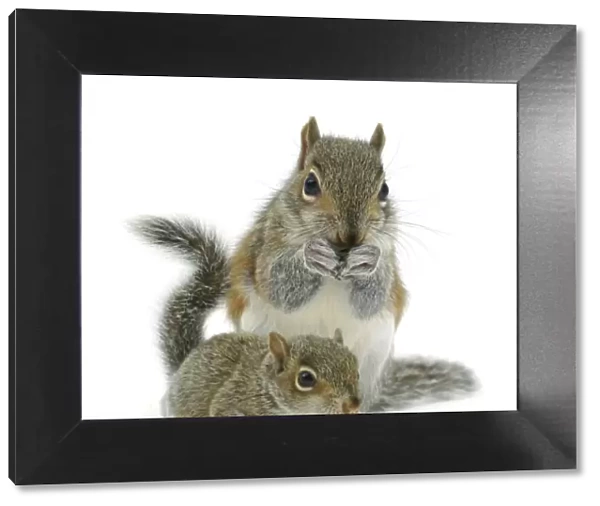 Grey squirrel (Sciurus carolinensis) adult and baby, against white background
