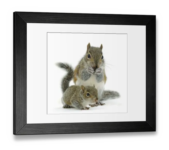 Framed Print : Grey squirrel (Sciurus carolinensis) adult and baby, against white background Framed Print : Grey squirrel (Sciurus carolinensis) adult and baby, against white background