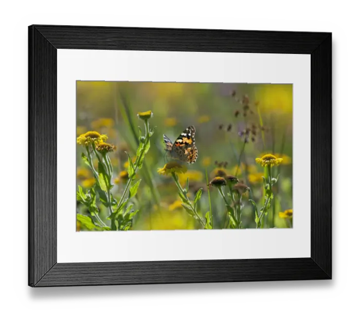Framed Print : Painted lady butterfly (Cynthia / Vanessa cardui) feeding on Fleabane flower, UK, August Framed Print : Painted lady butterfly (Cynthia / Vanessa cardui) feeding on Fleabane flower, UK, August