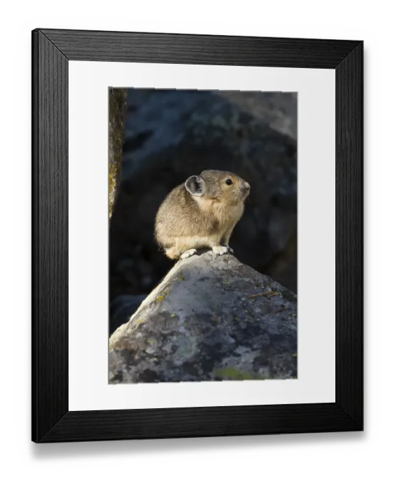 Framed Print : Pika (Ochotona princeps) in scree rock pile, Sheepeaters Cliff, Yellowstone National Park Framed Print : Pika (Ochotona princeps) in scree rock pile, Sheepeaters Cliff, Yellowstone National Park