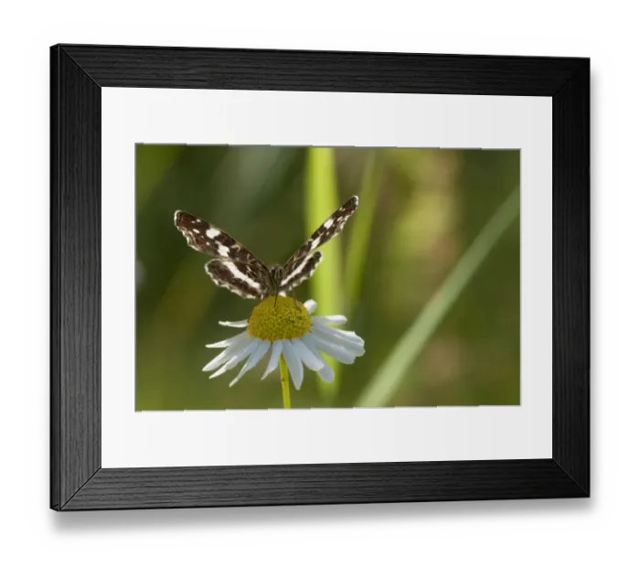 Framed Print : Map Butterfly (Araschnia levana) feeding on anthemis, second generation, southern Finland Framed Print : Map Butterfly (Araschnia levana) feeding on anthemis, second generation, southern Finland