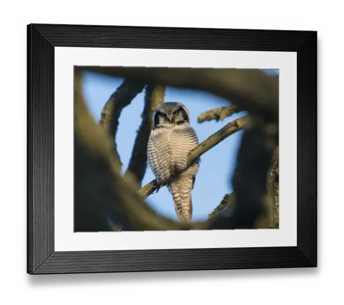 Framed Print : Northern Hawk-Owl (Surnia ulula) seen through branches, southwest Finland, February