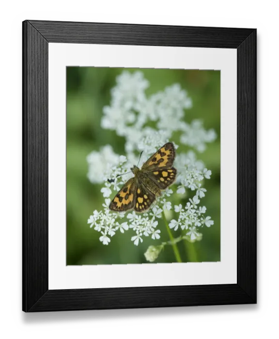Framed Print : Northern Chequered Skipper, (Carterocephalus silvicola), female on flower Framed Print : Northern Chequered Skipper, (Carterocephalus silvicola), female on flower