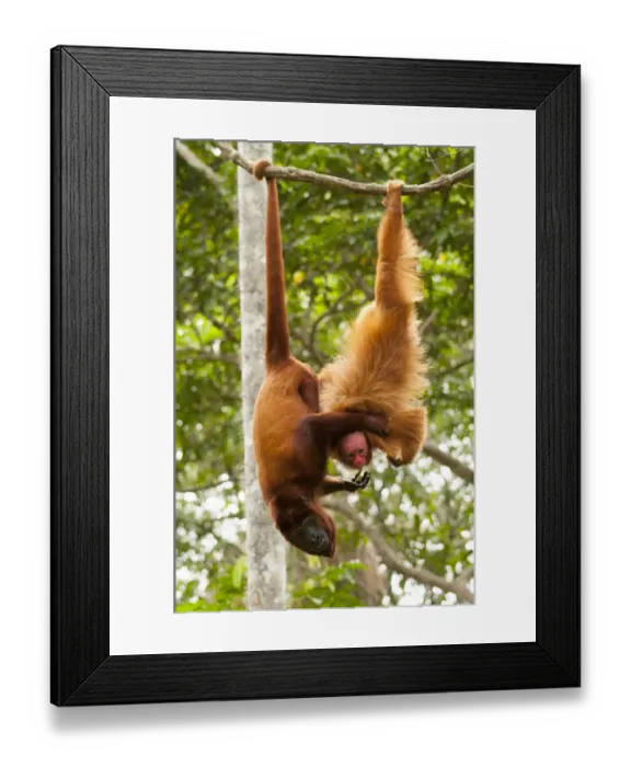 Framed Print : Red Howler Monkey (Alouatta seniculus) hanging by tail with non-prehensile tailed Framed Print : Red Howler Monkey (Alouatta seniculus) hanging by tail with non-prehensile tailed