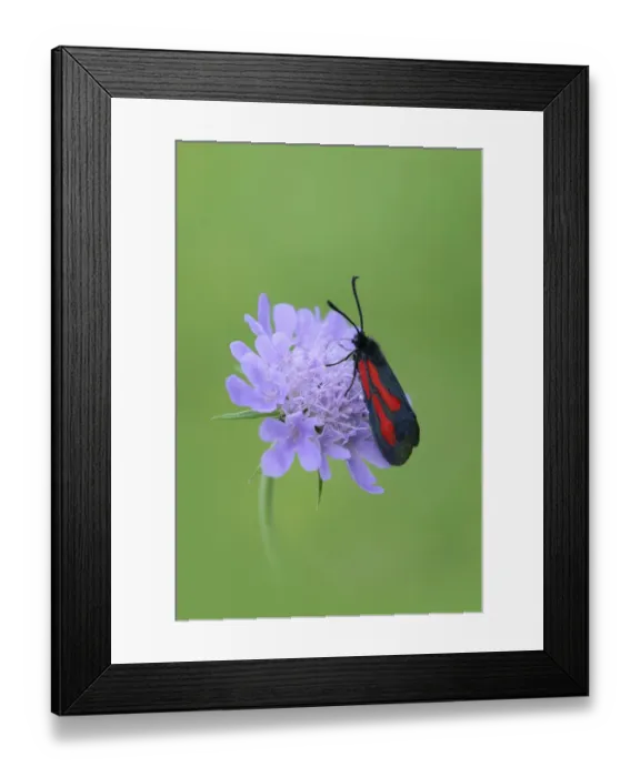 Framed Print : Moth (Zygaena osterodensis) feeding on flower, Viscos, Pyrenees National Park, France Framed Print : Moth (Zygaena osterodensis) feeding on flower, Viscos, Pyrenees National Park, France