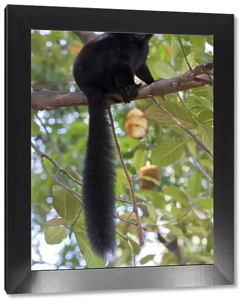 Black Lemur (Eulemur macaco) male, Nosy Komba, Madagascar