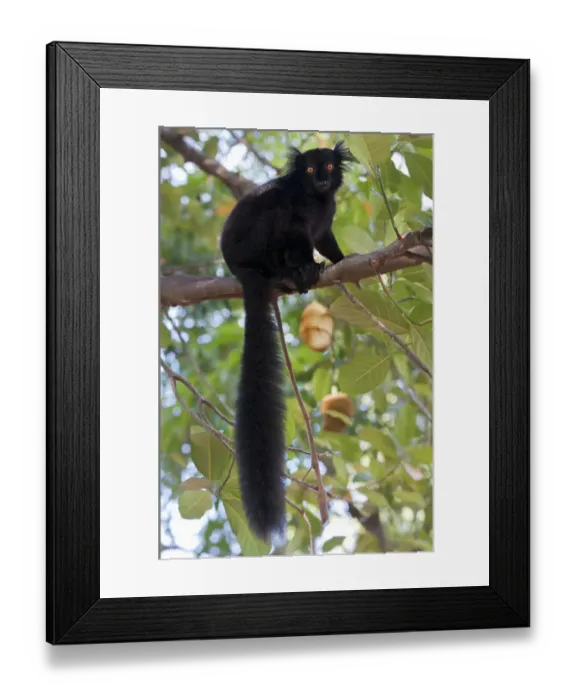 Framed Print : Black Lemur (Eulemur macaco) male, Nosy Komba, Madagascar