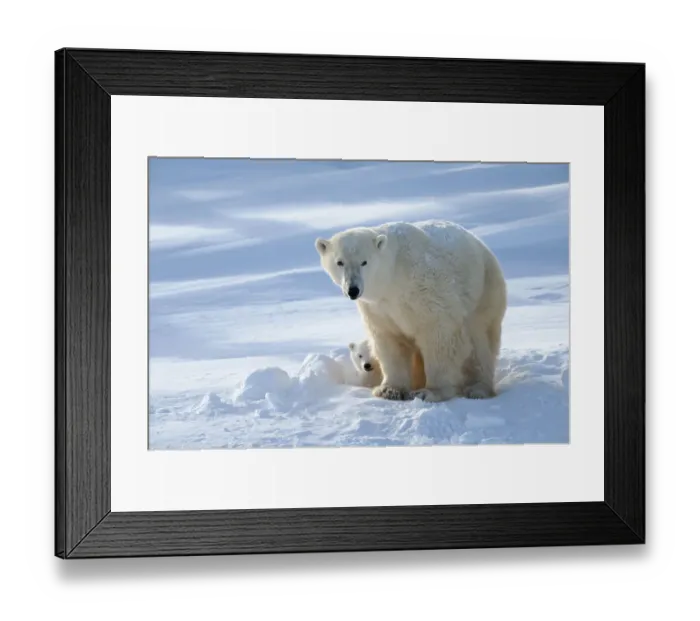 Framed Print : Polar bear (Ursus maritimus) female coming out the den with one three month cub Framed Print : Polar bear (Ursus maritimus) female coming out the den with one three month cub
