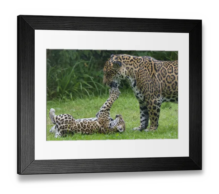 Framed Print : Female Jaguar (Panthera onca) playing with her cub, captive, occurs in Southern Framed Print : Female Jaguar (Panthera onca) playing with her cub, captive, occurs in Southern