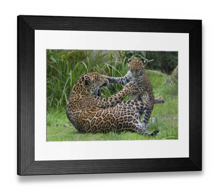 Framed Print : Female Jaguar (Panthera onca) playing with her cub, captive, occurs in Southern Framed Print : Female Jaguar (Panthera onca) playing with her cub, captive, occurs in Southern