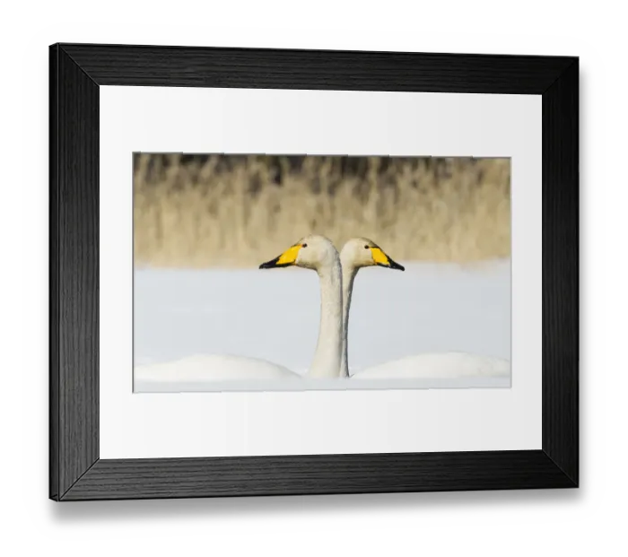 Framed Print : Whooper Swan (Cygnus cygnus) male and female facing in opposite directions, central Finland Framed Print : Whooper Swan (Cygnus cygnus) male and female facing in opposite directions, central Finland
