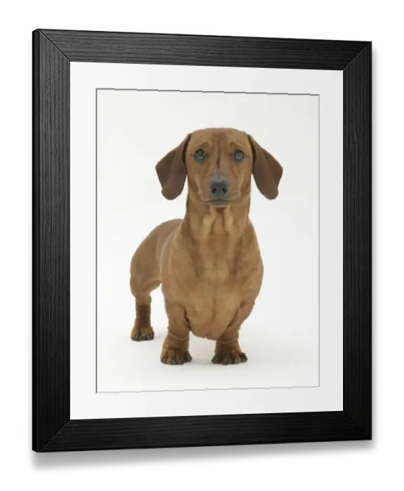 Framed Print : Red smooth-haired Miniature Dachshund bitch, standing, against white background Framed Print : Red smooth-haired Miniature Dachshund bitch, standing, against white background