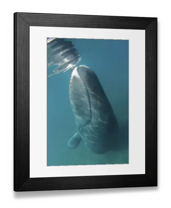 Framed Print : Bowhead Whale (Balaena mysticetus) rubbing off flaking skin on the ocean bottom Framed Print : Bowhead Whale (Balaena mysticetus) rubbing off flaking skin on the ocean bottom
