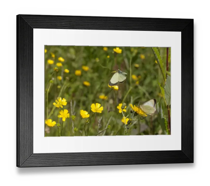 Framed Print : Moorland Clouded Yellow butterfly (Colias palaeno) male and female, Joutsa (formerly Leivonmaki) Framed Print : Moorland Clouded Yellow butterfly (Colias palaeno) male and female, Joutsa (formerly Leivonmaki)