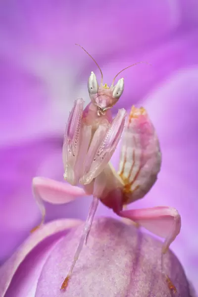 Malaysian Orchid Mantis (Hymenopus coronatus) pink colour morph, camouflaged on an orchid