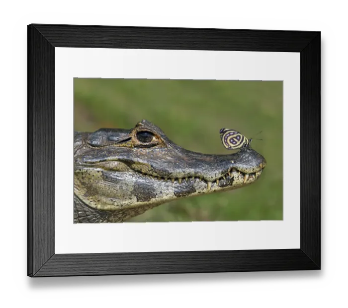 Framed Print : Yacare Caiman (Caiman yacare) with butterfly (Paulogramma pyracmon) resting on its snout Framed Print : Yacare Caiman (Caiman yacare) with butterfly (Paulogramma pyracmon) resting on its snout
