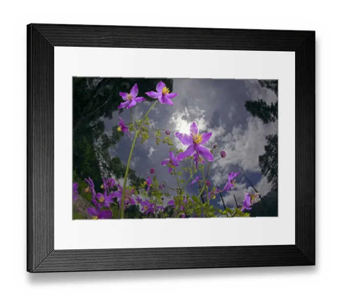 Framed Print : Low angle shot of flowers (Thalictrum sp) Basoncuo National Park, Tibet, China, Asia Framed Print : Low angle shot of flowers (Thalictrum sp) Basoncuo National Park, Tibet, China, Asia