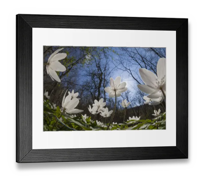 Framed Print : Wood Anemones (Anemone nemorosa) in flower on woodland floor, low angle fish eye view