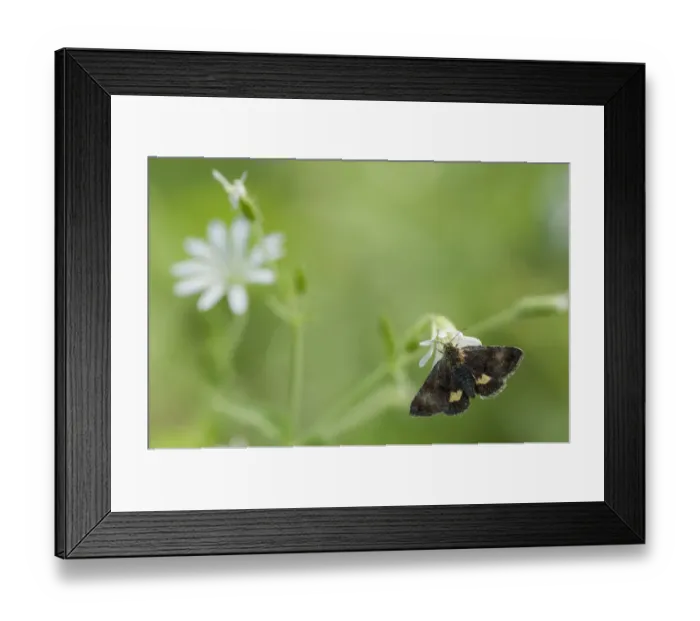 Framed Print : Small Yellow Underwing moth (Panemeria tenebrata) on stitchwort (Stellaria) South Karelia Framed Print : Small Yellow Underwing moth (Panemeria tenebrata) on stitchwort (Stellaria) South Karelia