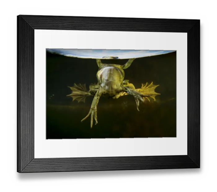 Framed Print : Pool Frog (Pelophylax lessonae) split level view, near Crisan village, Danube Delta Framed Print : Pool Frog (Pelophylax lessonae) split level view, near Crisan village, Danube Delta