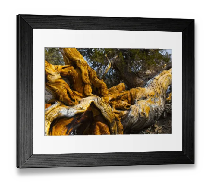 Framed Print : Great Basin Bristlecone Pine (Pinus longaeva) fallen ancient tree, White Mountains