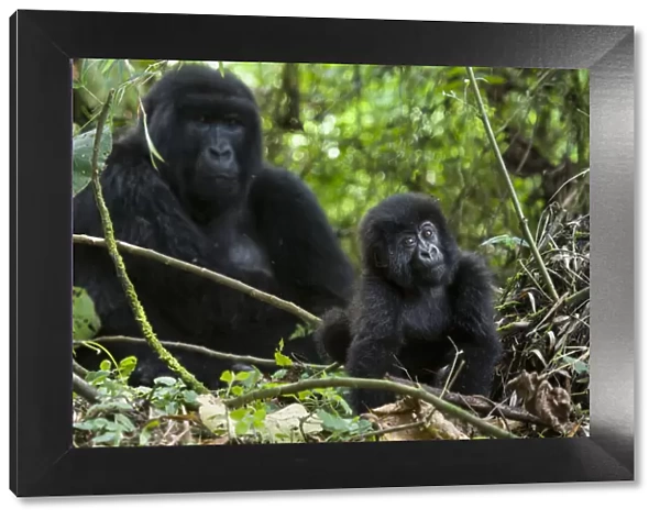 Mountain Gorilla (Gorilla gorilla beringei) baby age one year exploring, Parc National des Volcans