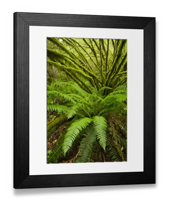 Framed Print : Temperate rainforest with Vine maple (Acer circinatum) and fern, Golden Ears provincial park Framed Print : Temperate rainforest with Vine maple (Acer circinatum) and fern, Golden Ears provincial park