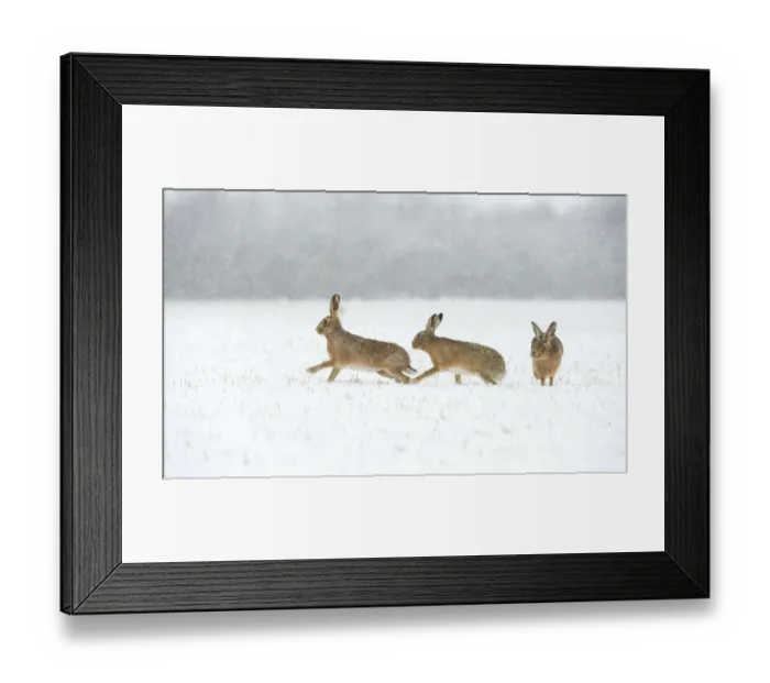 Framed Print : Brown hare (Lepus europaeus) two males chasing female in snow covered field during a blizzard Framed Print : Brown hare (Lepus europaeus) two males chasing female in snow covered field during a blizzard