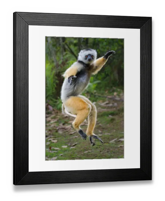 Framed Print : Adult male Diademed Sifaka (Propithecus diadema) skipping  /  dancing across