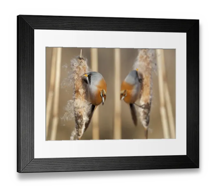 Framed Print : Two male Bearded reedling (Panurus biarmicus) eating seeds from the spike of a common bulrush Framed Print : Two male Bearded reedling (Panurus biarmicus) eating seeds from the spike of a common bulrush