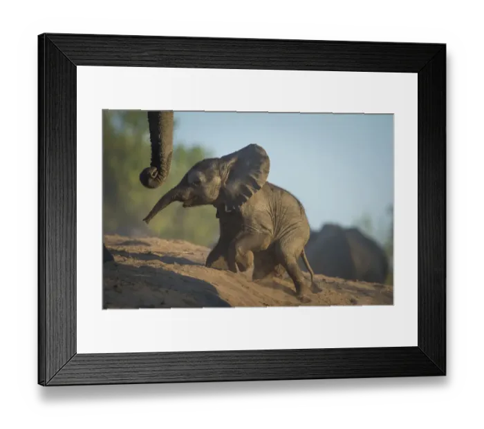 Framed Print : Baby African elephant (Loxodonta africana), climbing up a riverbank, Chobe National Park Framed Print : Baby African elephant (Loxodonta africana), climbing up a riverbank, Chobe National Park