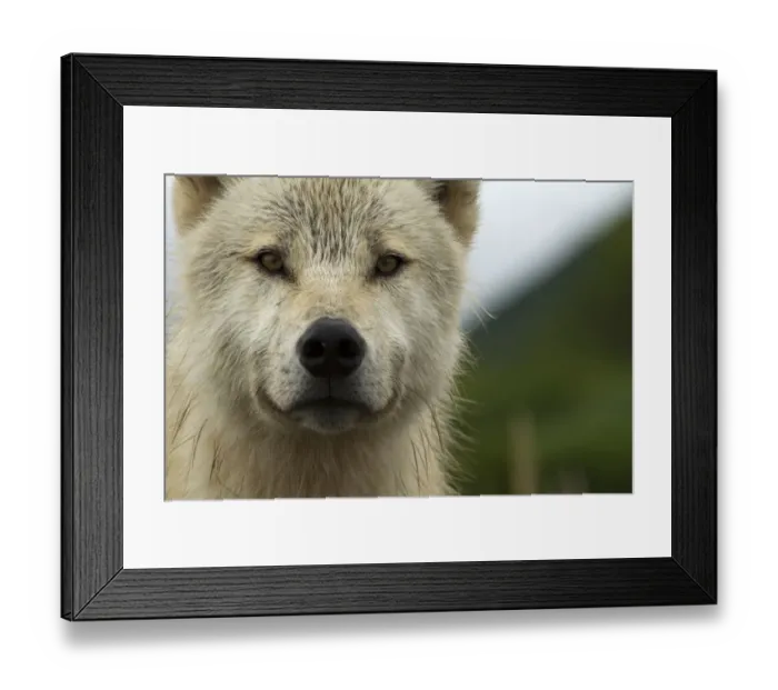 Framed Print : Grey wolf (Canis lupus) portrait, Katmai National Park, Alaska, USA, August Framed Print : Grey wolf (Canis lupus) portrait, Katmai National Park, Alaska, USA, August
