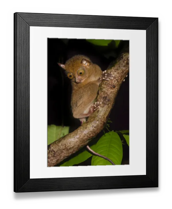 Framed Print : Adult Western / Horsfields tarsier (Tarsius bancanus) in forest understorey at night Framed Print : Adult Western / Horsfields tarsier (Tarsius bancanus) in forest understorey at night