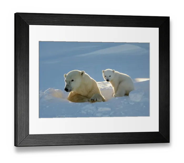 Framed Print : Polar bear (Ursus maritimus) female coming out the den with one three month cub Framed Print : Polar bear (Ursus maritimus) female coming out the den with one three month cub